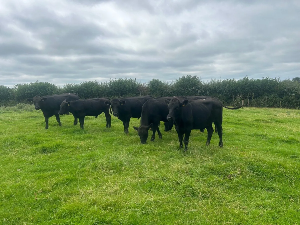 11 super 430 kg Angus store bullocks - Image 4