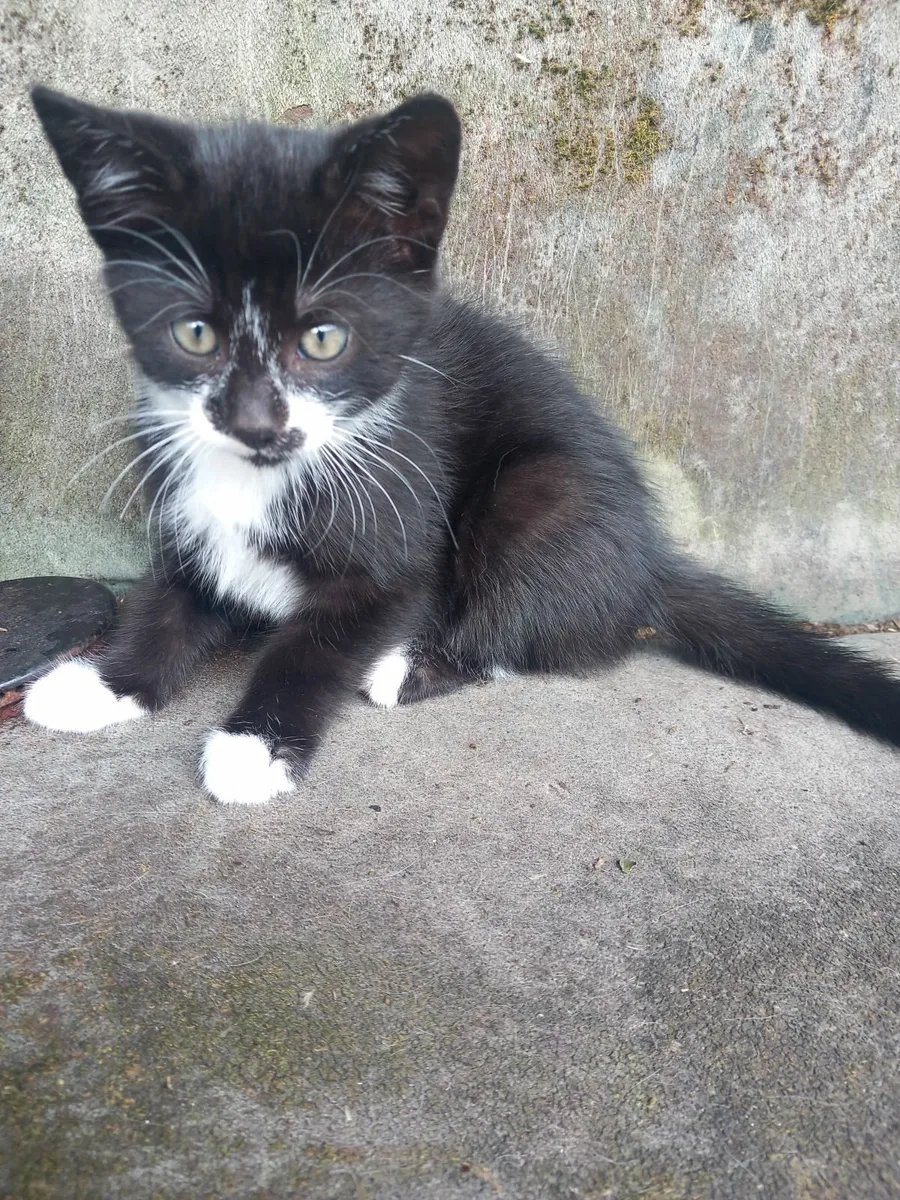 Kittens - Image 1