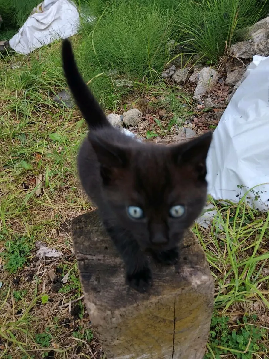 Kittens - Image 1