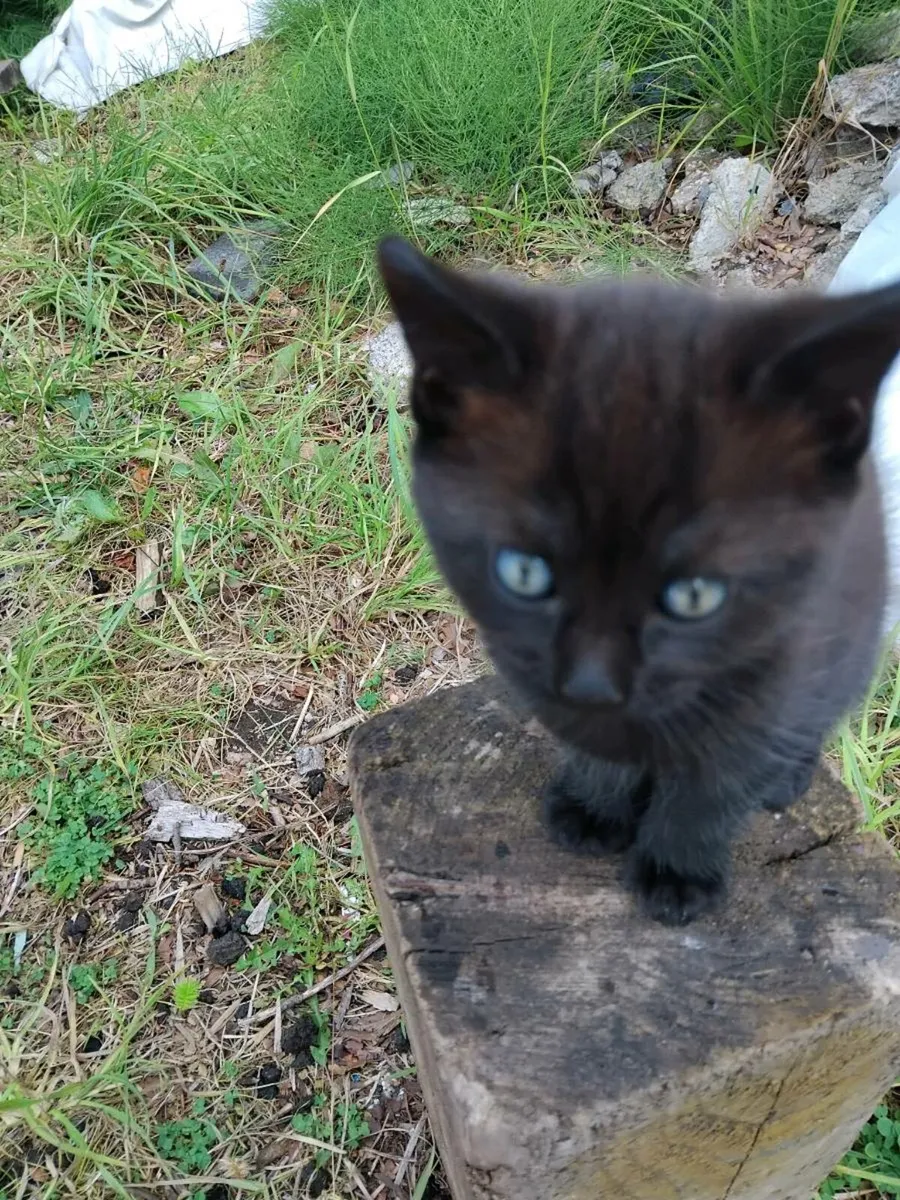 Kittens - Image 2