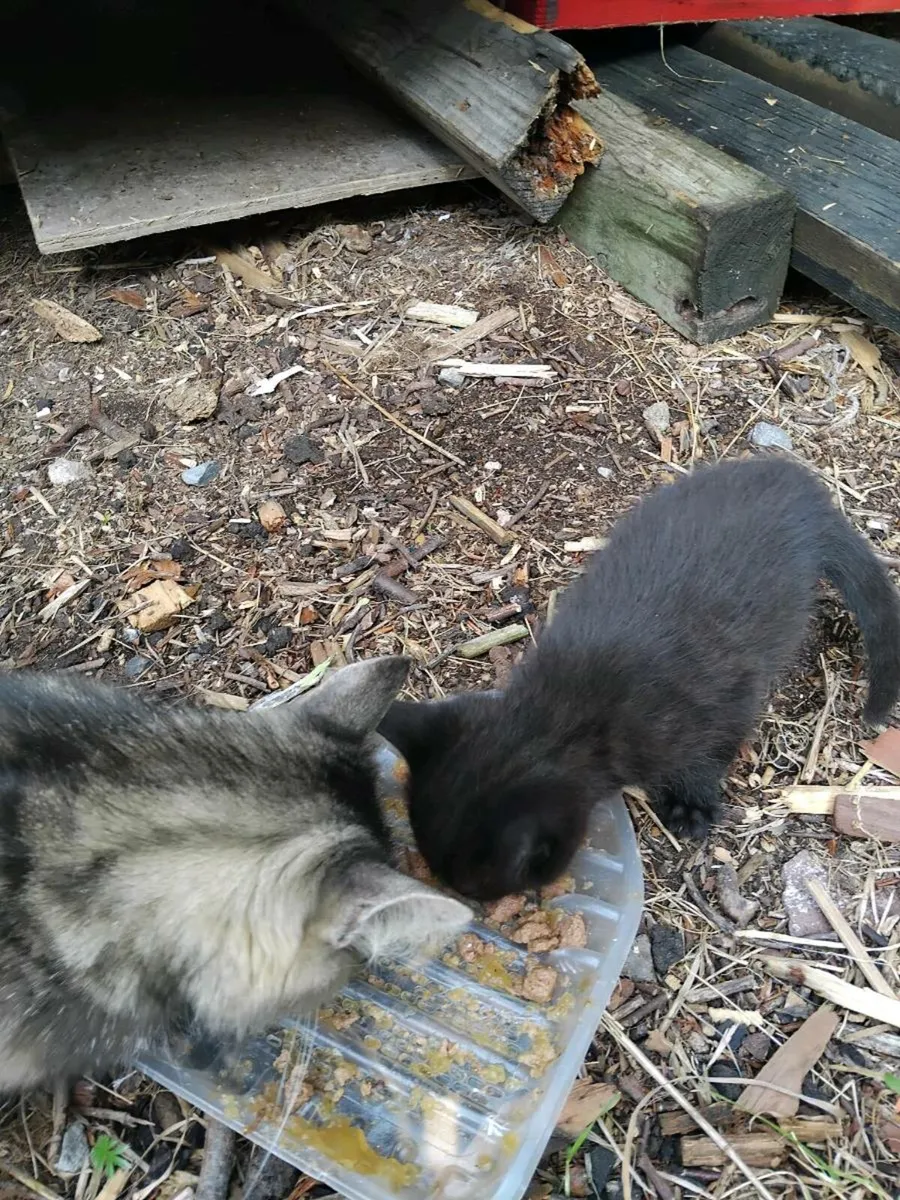 Kittens - Image 3