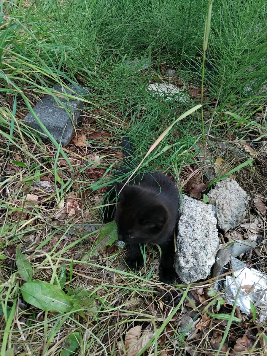 Kittens - Image 4