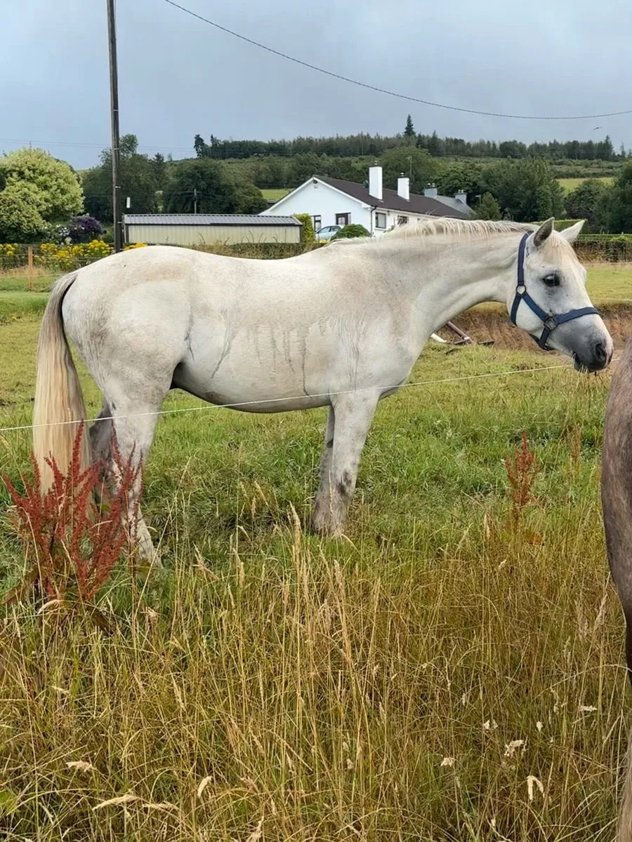 3 yo Connemara gelding 148cm - Image 1