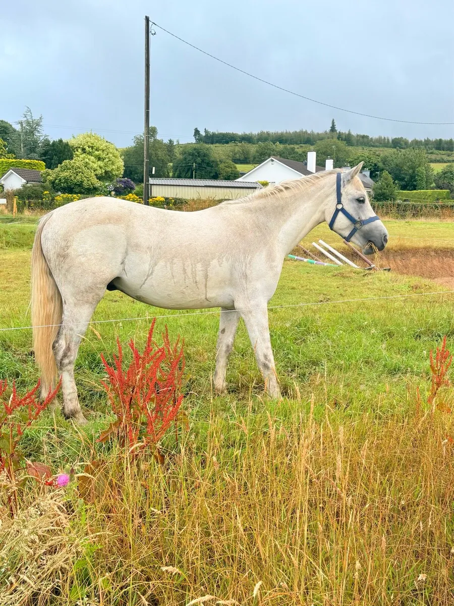 3 yo Connemara gelding 148cm - Image 3