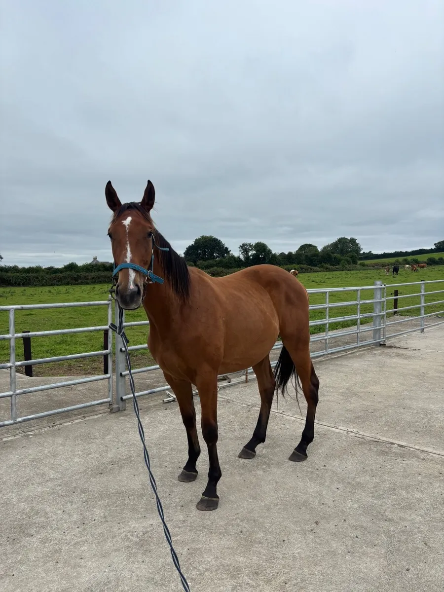Horse - Image 1