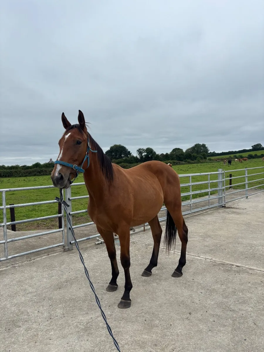 Horse - Image 4
