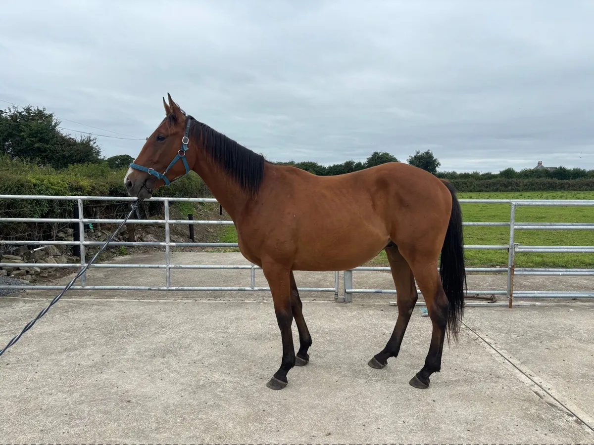 Horse - Image 2