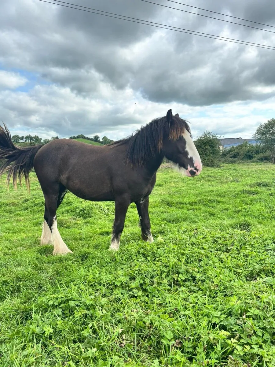 Cob filly - Image 2