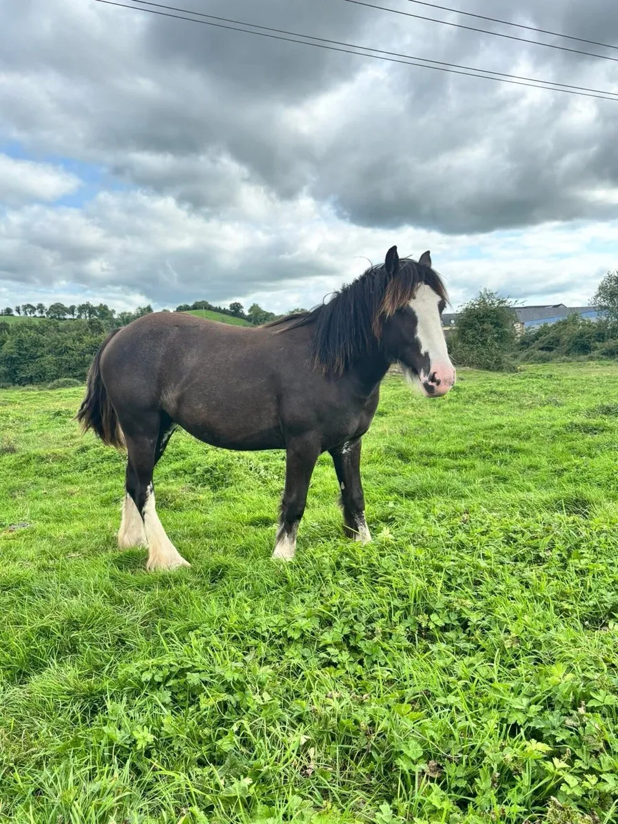 Cob filly - Image 3