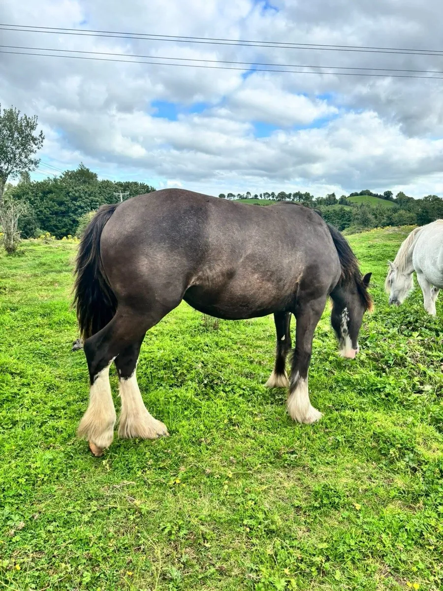 Cob filly - Image 4