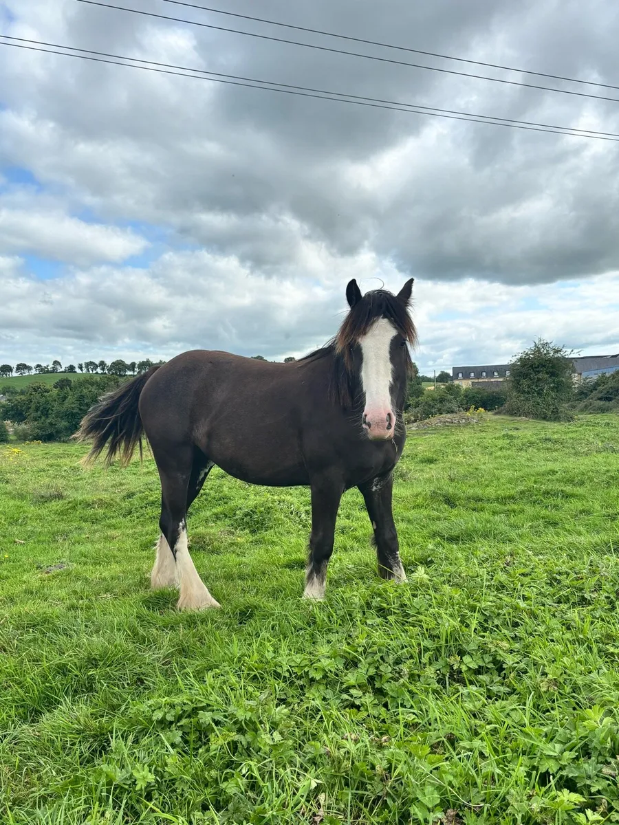Cob filly - Image 1