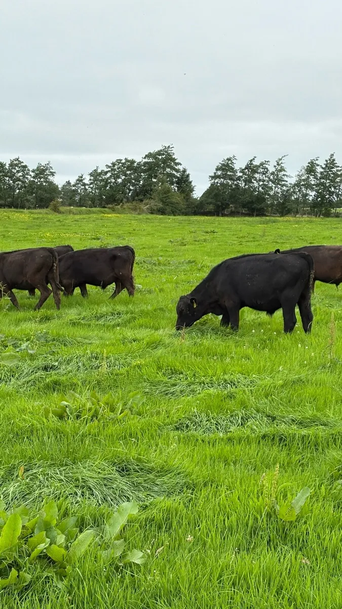 20 angus runners bulls and heifers - Image 1