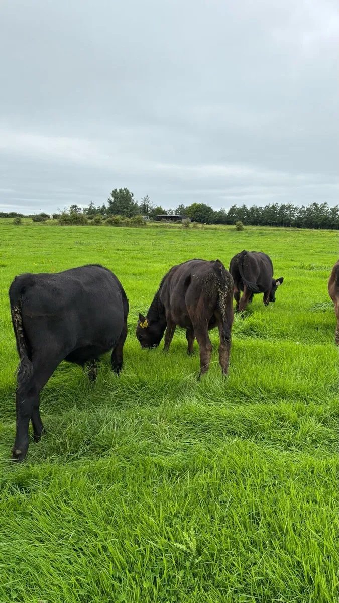 20 angus runners bulls and heifers - Image 2