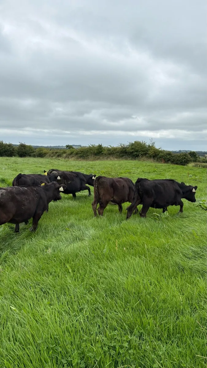 20 angus runners bulls and heifers - Image 3