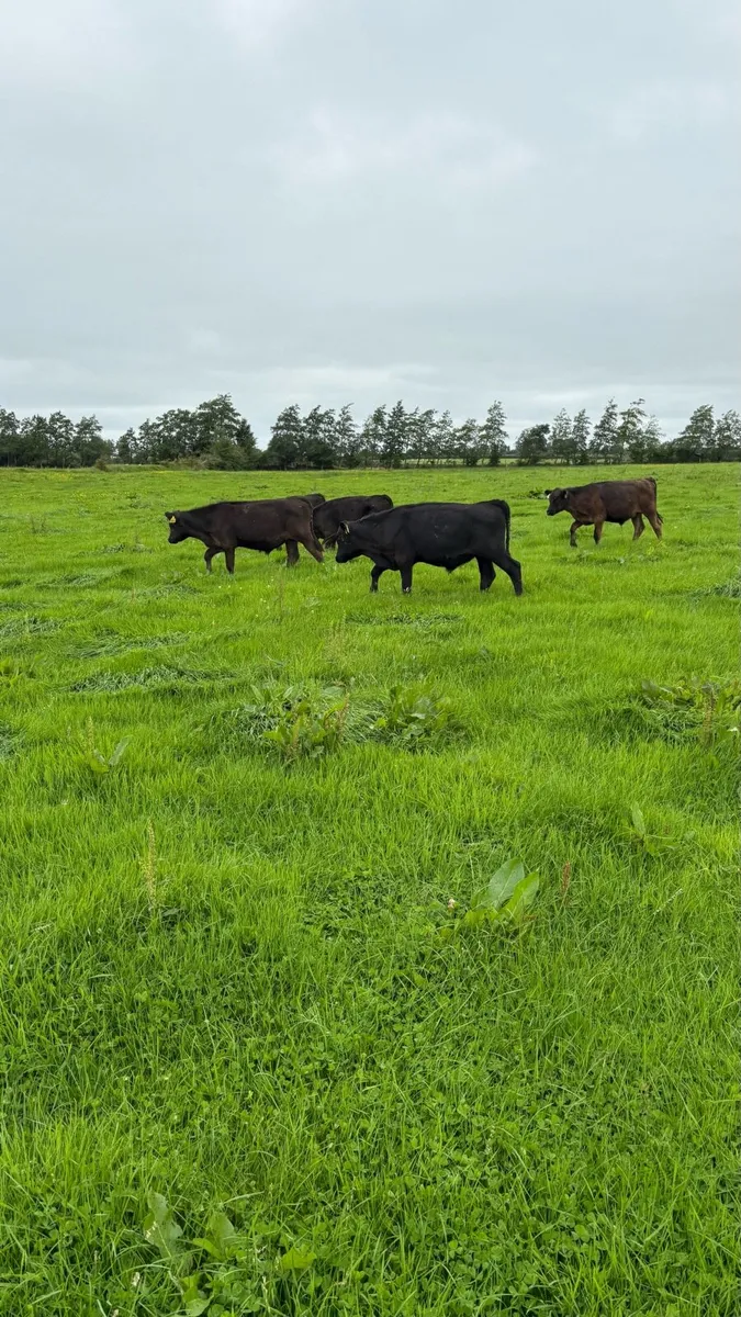 20 angus runners bulls and heifers - Image 4