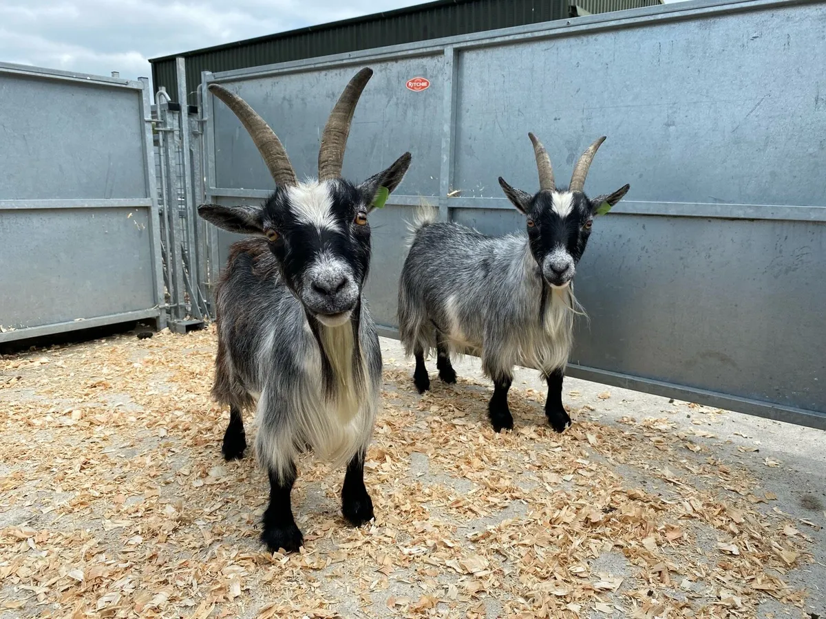 Pygmy Goats - Image 1