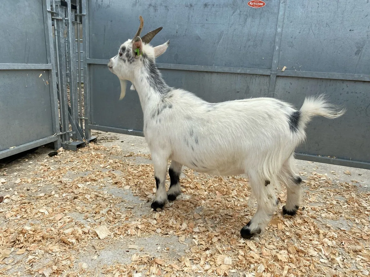 Pygmy Goats - Image 2