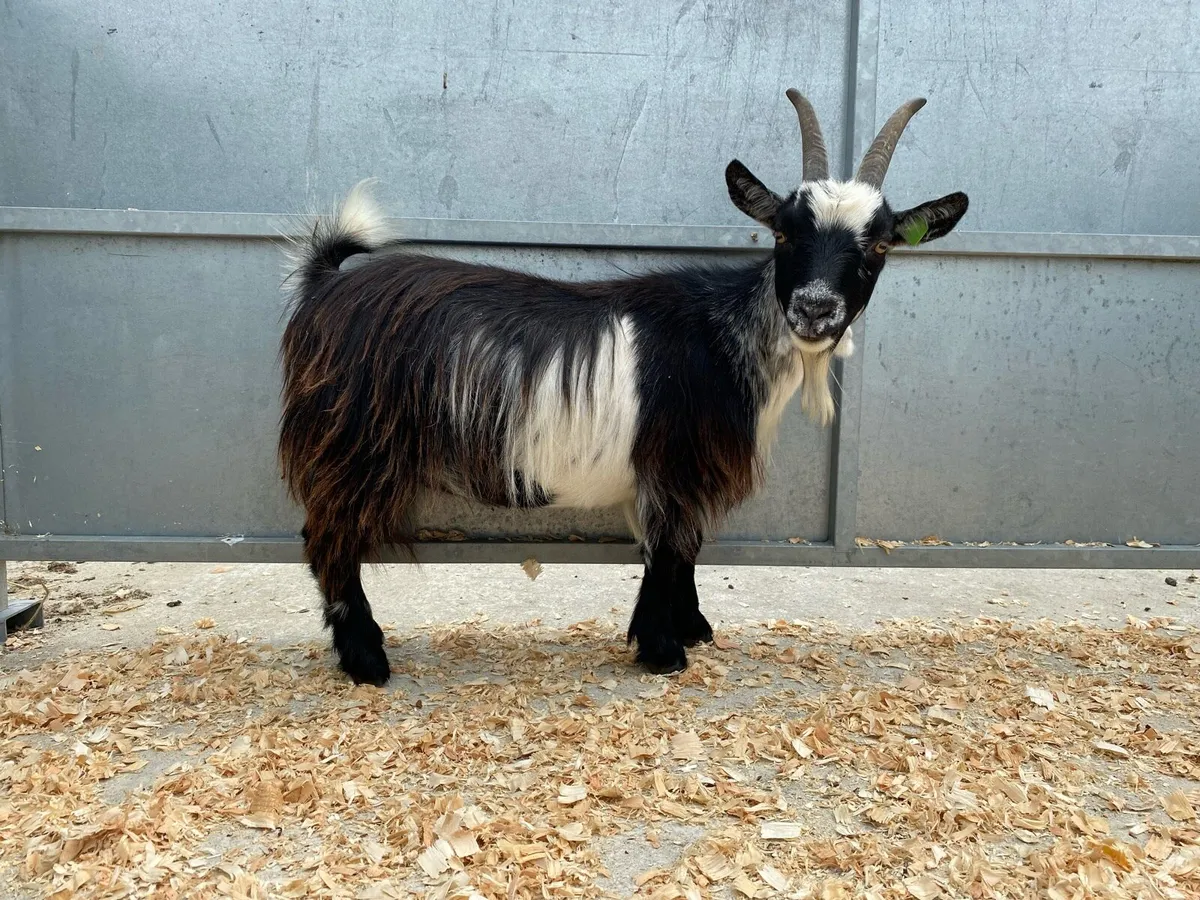 Pygmy Goats - Image 3