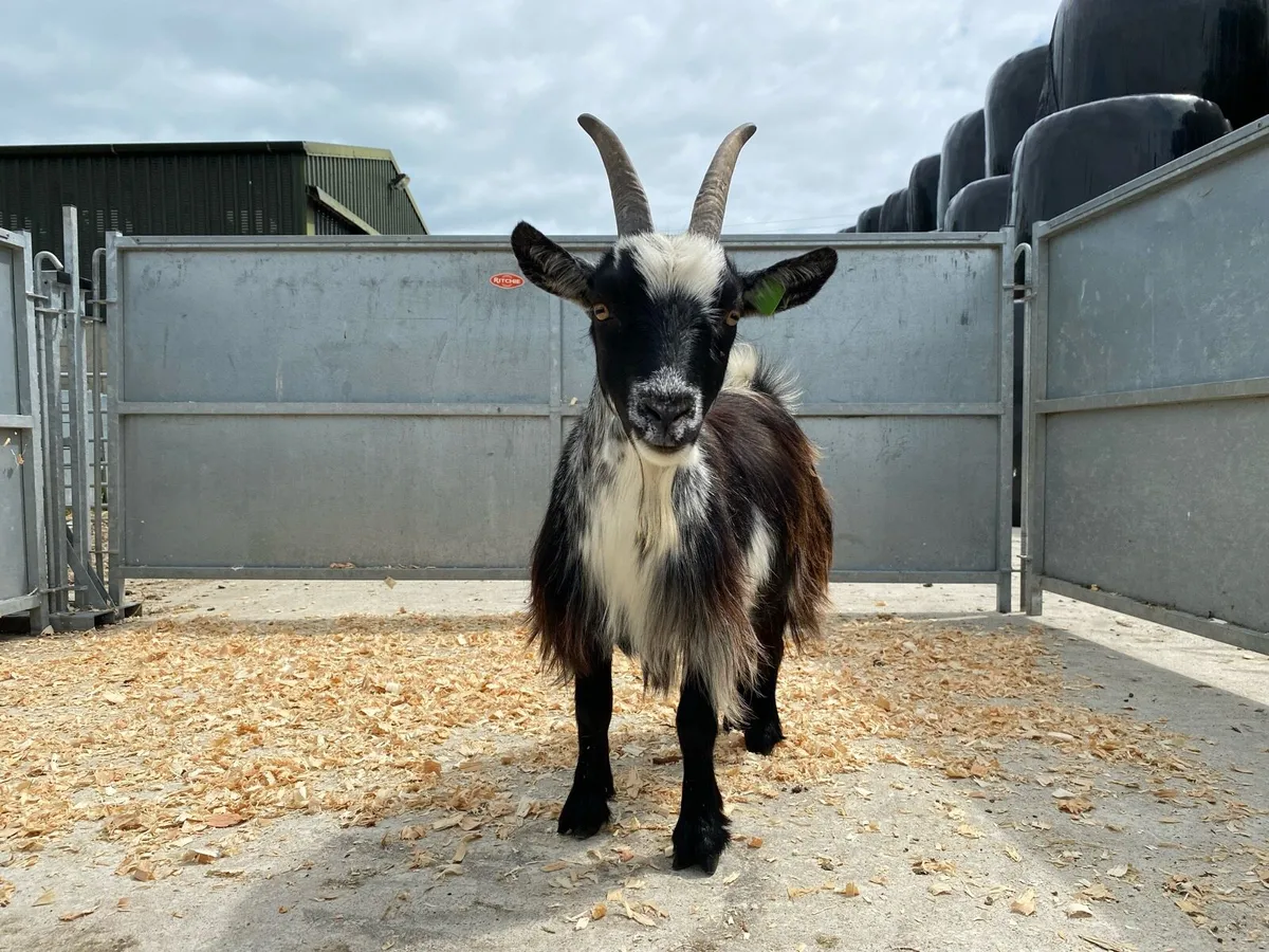 Pygmy Goats - Image 4