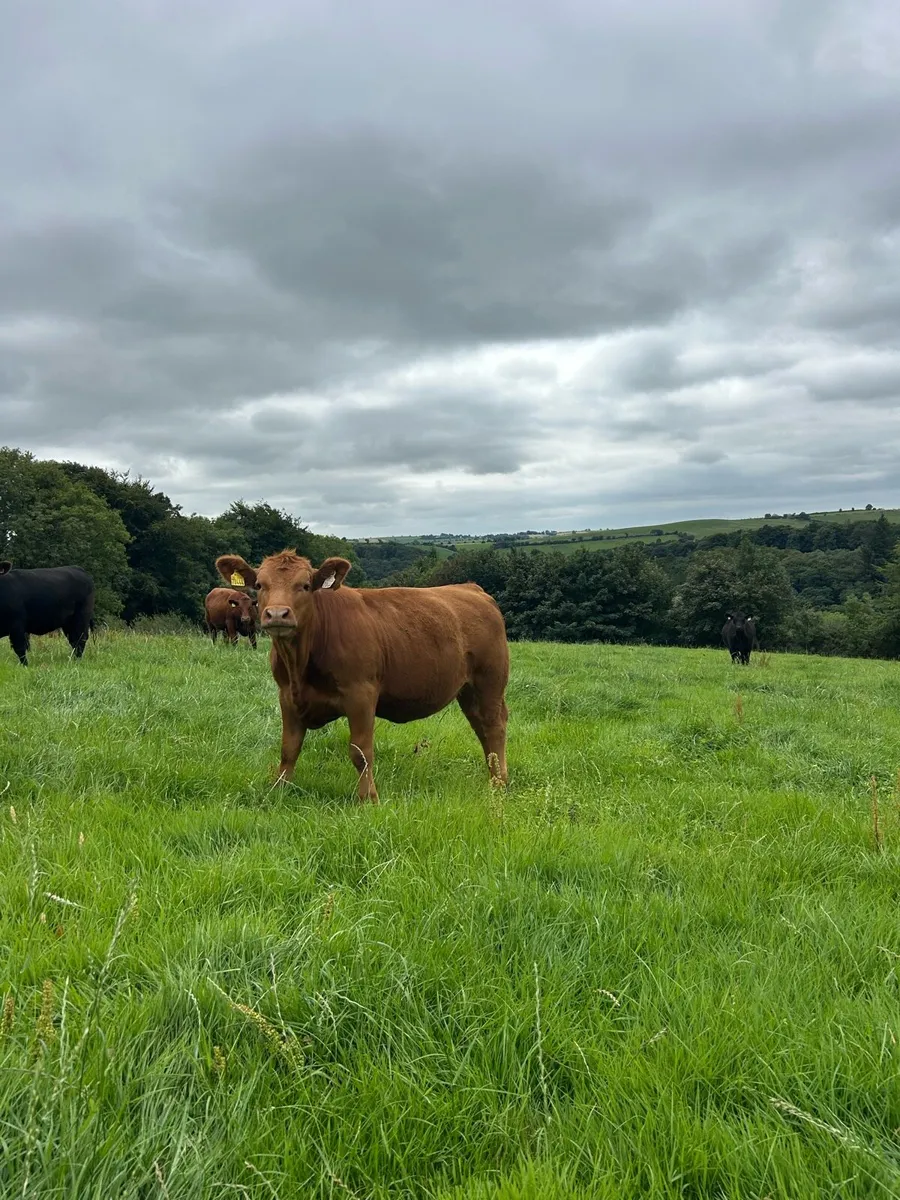 Aberdeen Angus Pedigree Heifers - Image 1