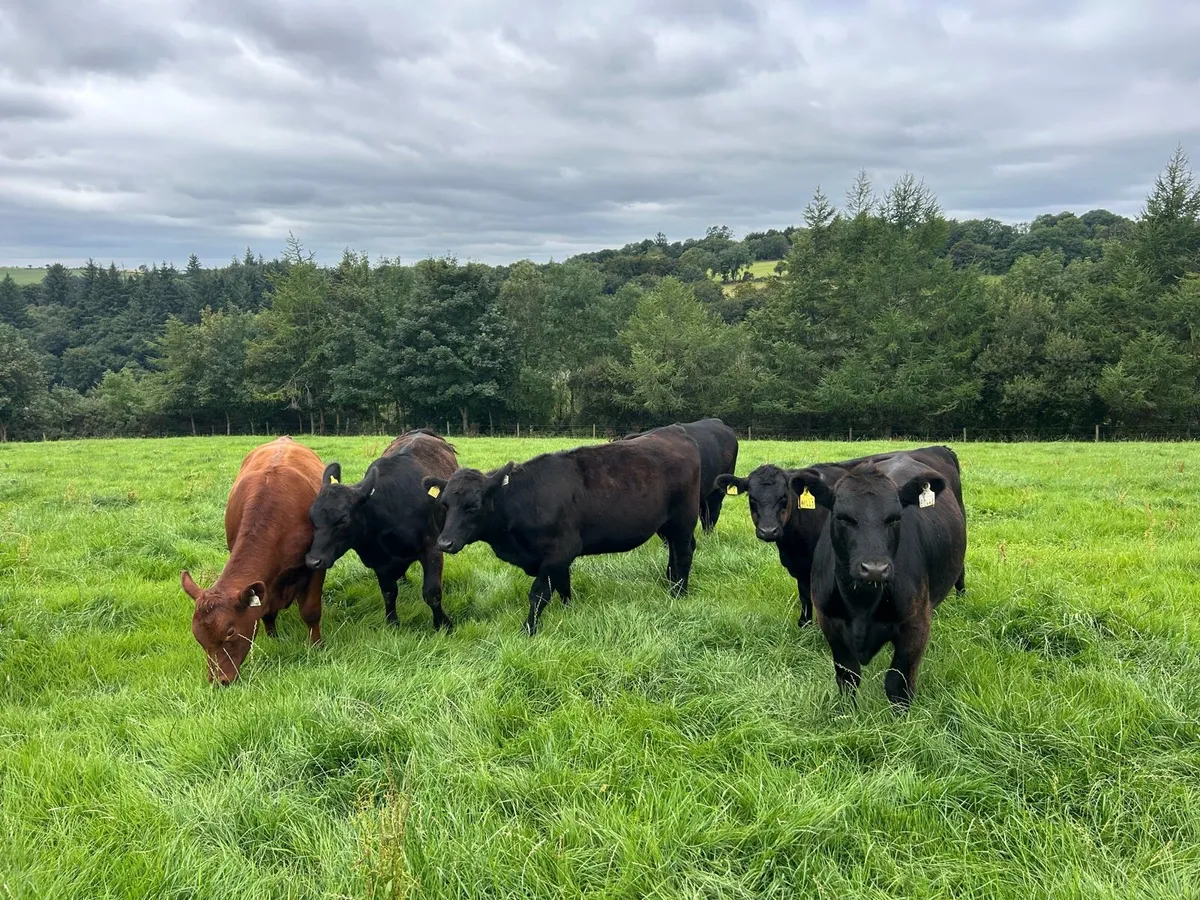 Aberdeen Angus Pedigree Heifers - Image 2