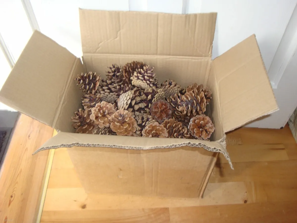 Box of real pinecones - Image 1