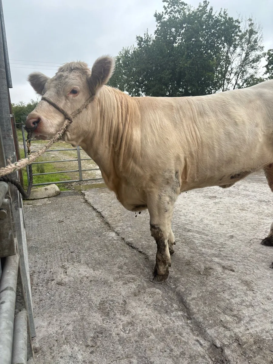 PBR CHAROLAIS HEIFER. - Image 1