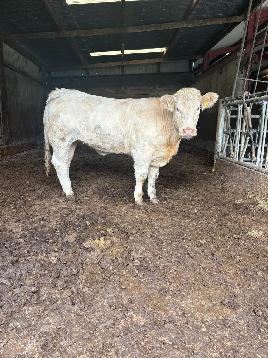 PBR CHAROLAIS HEIFER. - Image 2