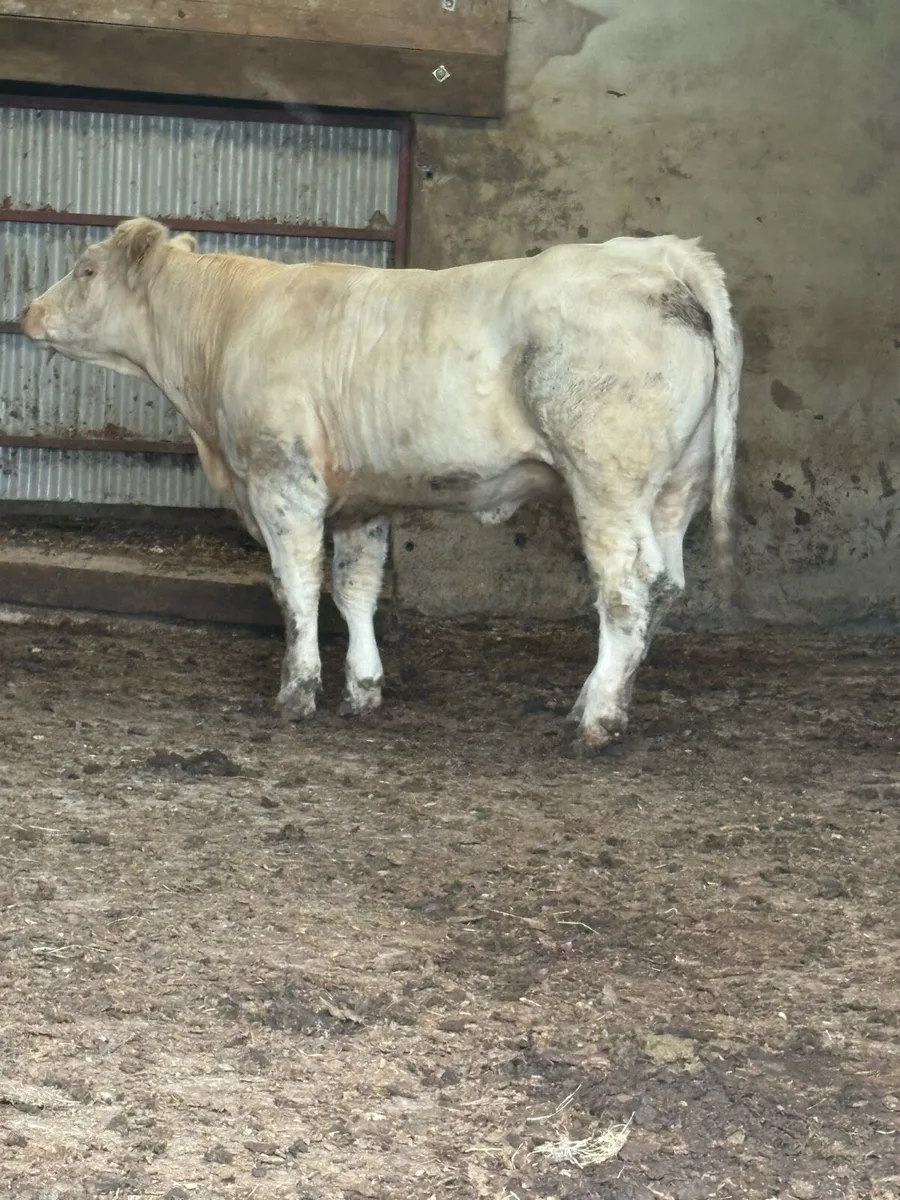 PBR CHAROLAIS HEIFER. - Image 3