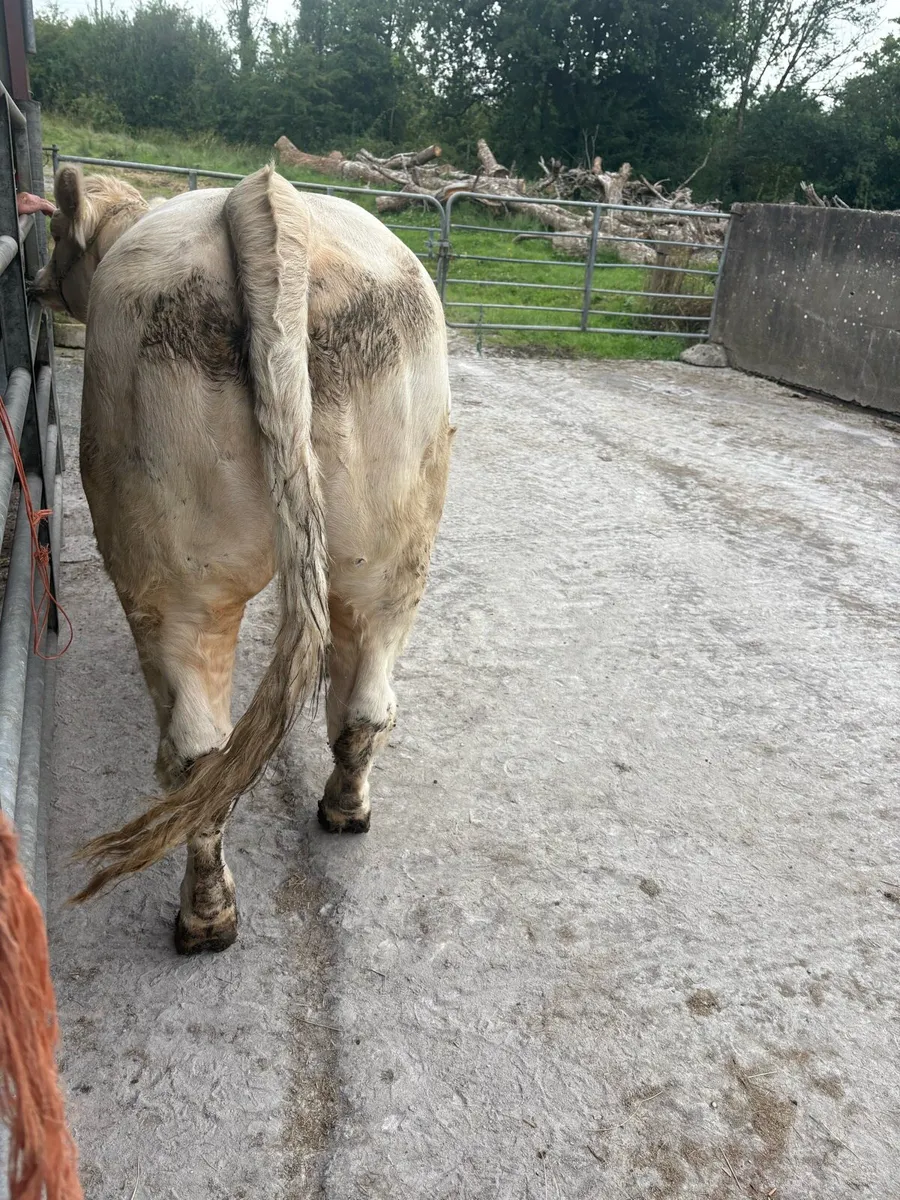 PBR CHAROLAIS HEIFER. - Image 4