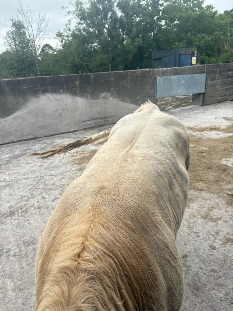 PBR CHAROLAIS HEIFER. - Image 4