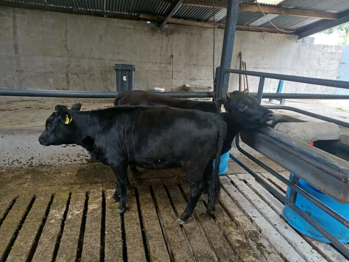 Dexter Organic heifers - Image 1