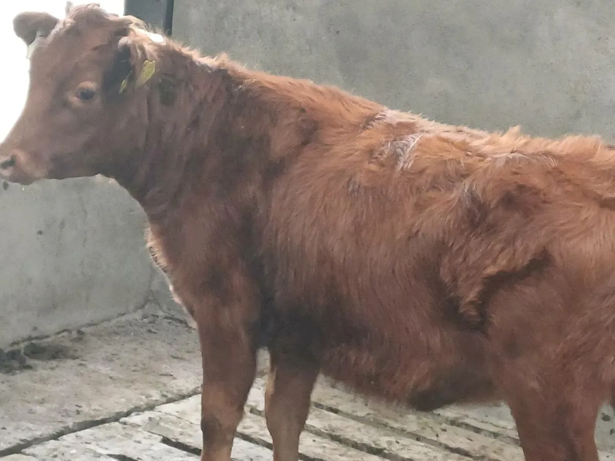 Dexter Organic heifers - Image 2