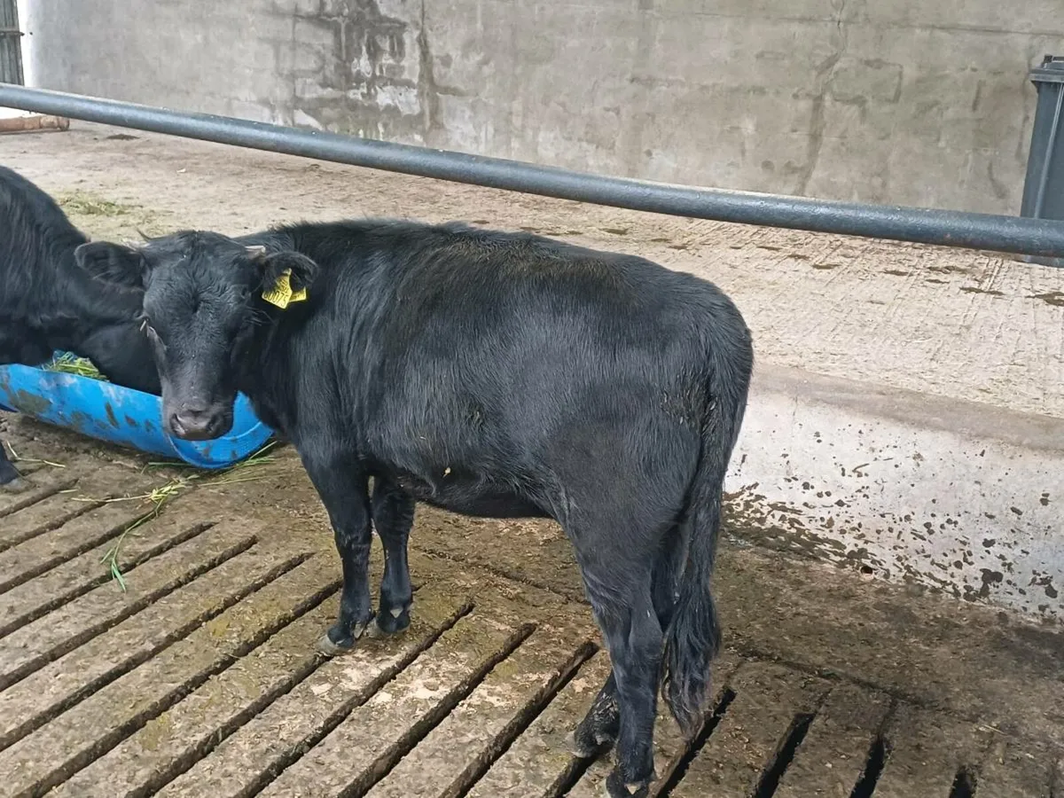 Dexter Organic heifers - Image 3