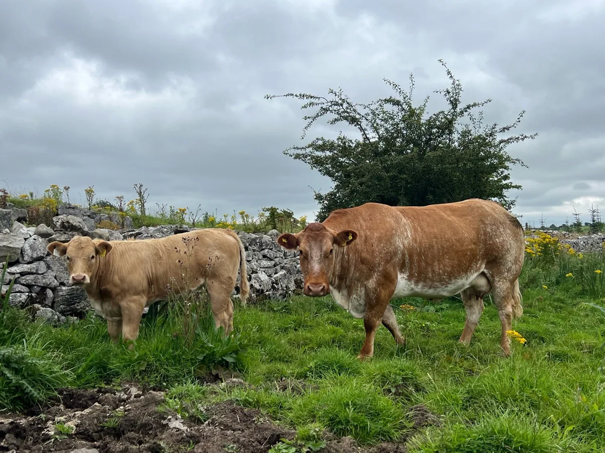 Super suckler cow - Image 1