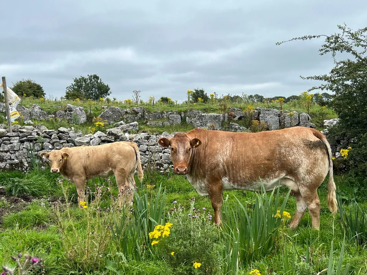 Super suckler cow - Image 2