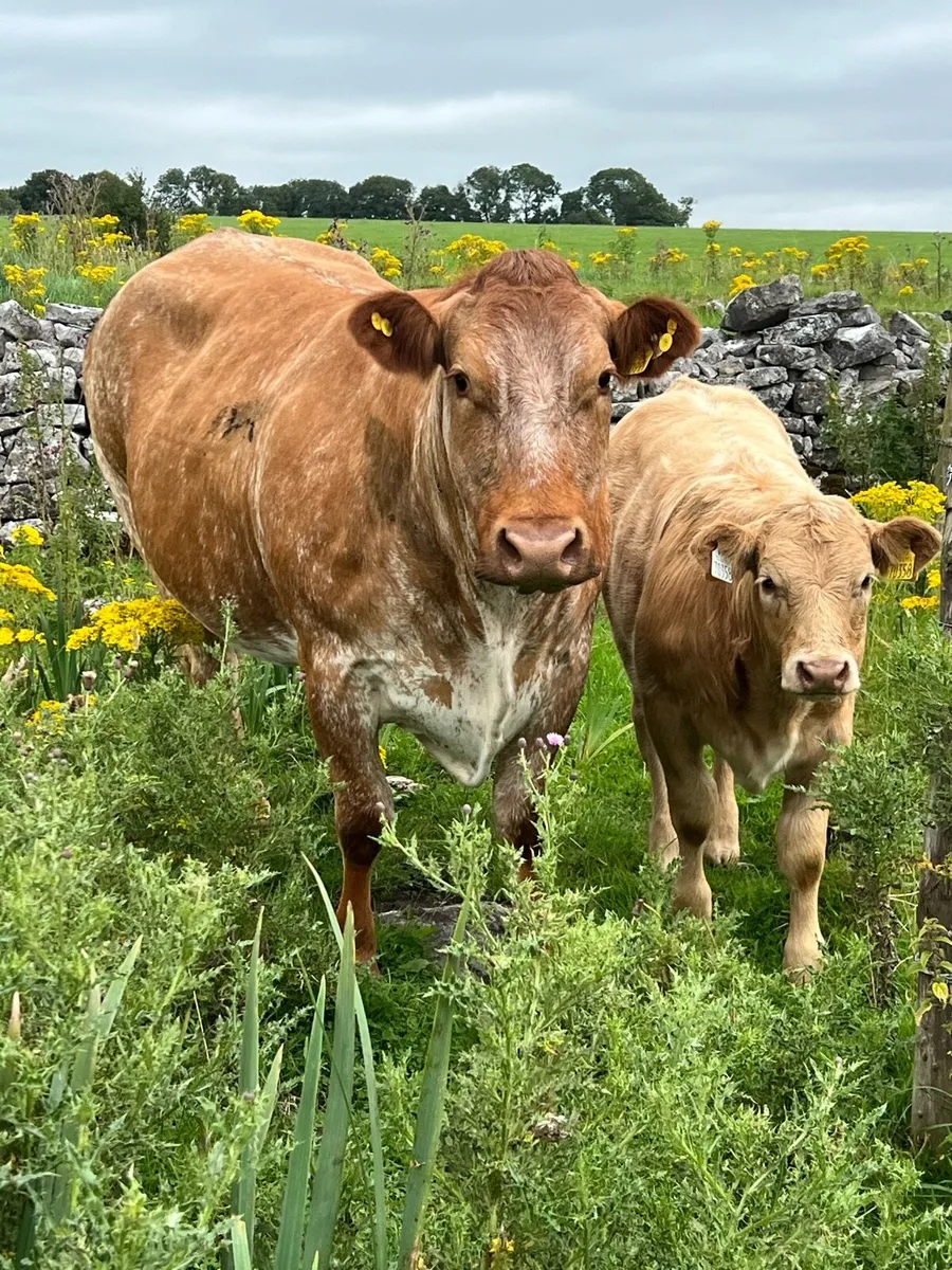 Super suckler cow - Image 3
