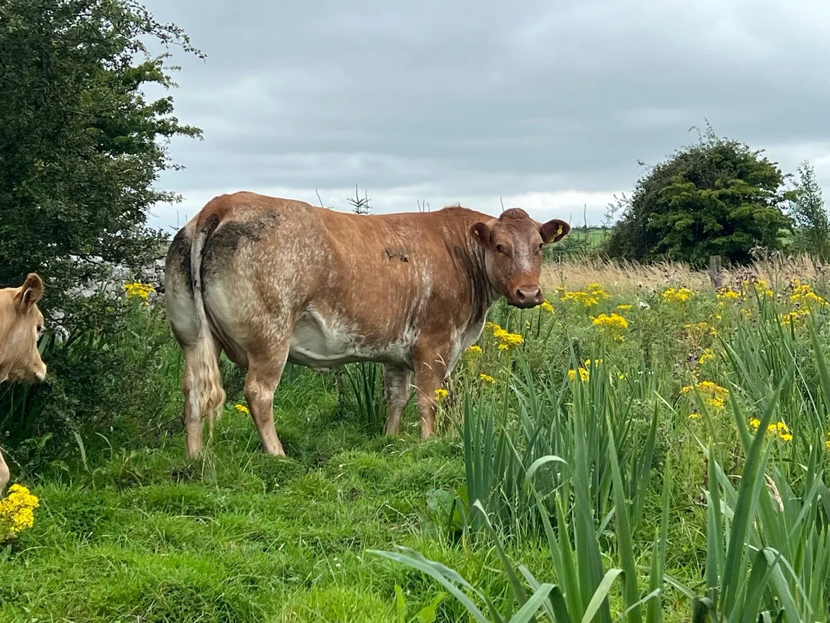 Super suckler cow - Image 4