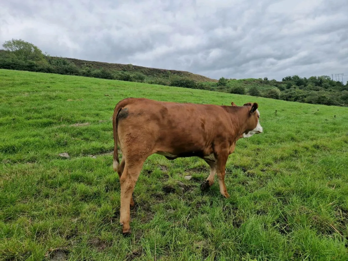 Breeding Heifers - Image 2