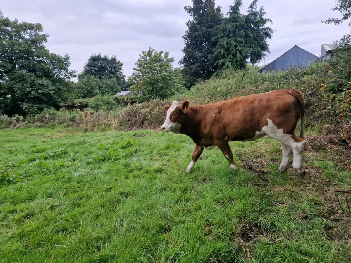 Breeding Heifers - Image 3