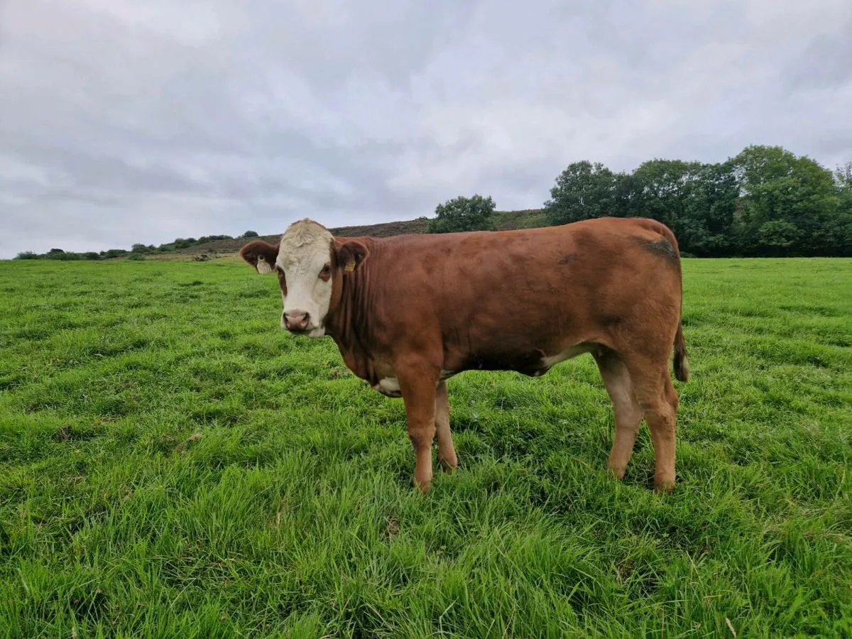 Breeding Heifers - Image 1