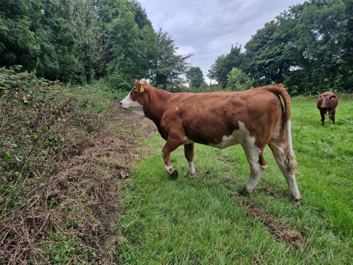 Breeding Heifers - Image 4