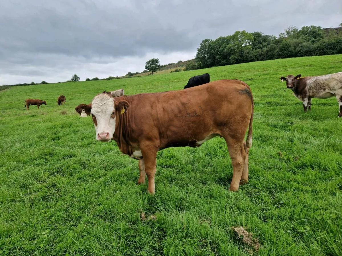 Breeding Heifers - Image 1