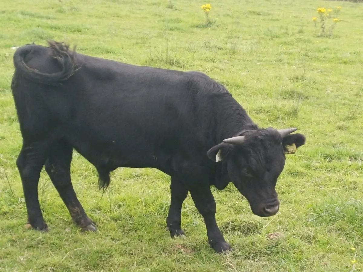 Dexter Organic bull/bullock - Image 1