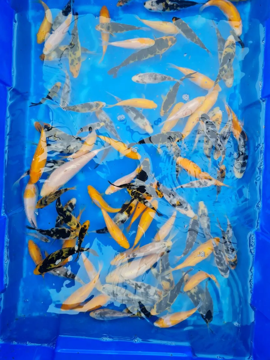 KOI for sale - Image 1