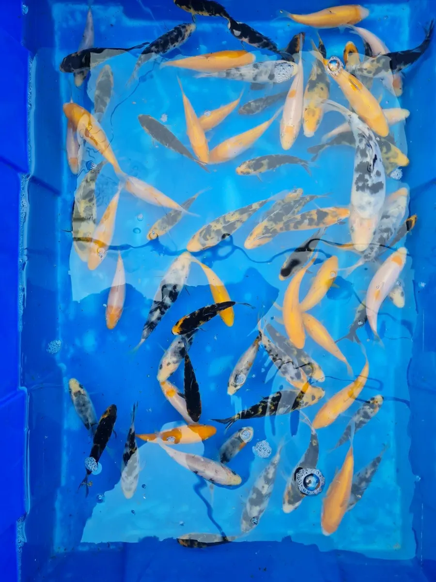 KOI for sale - Image 3