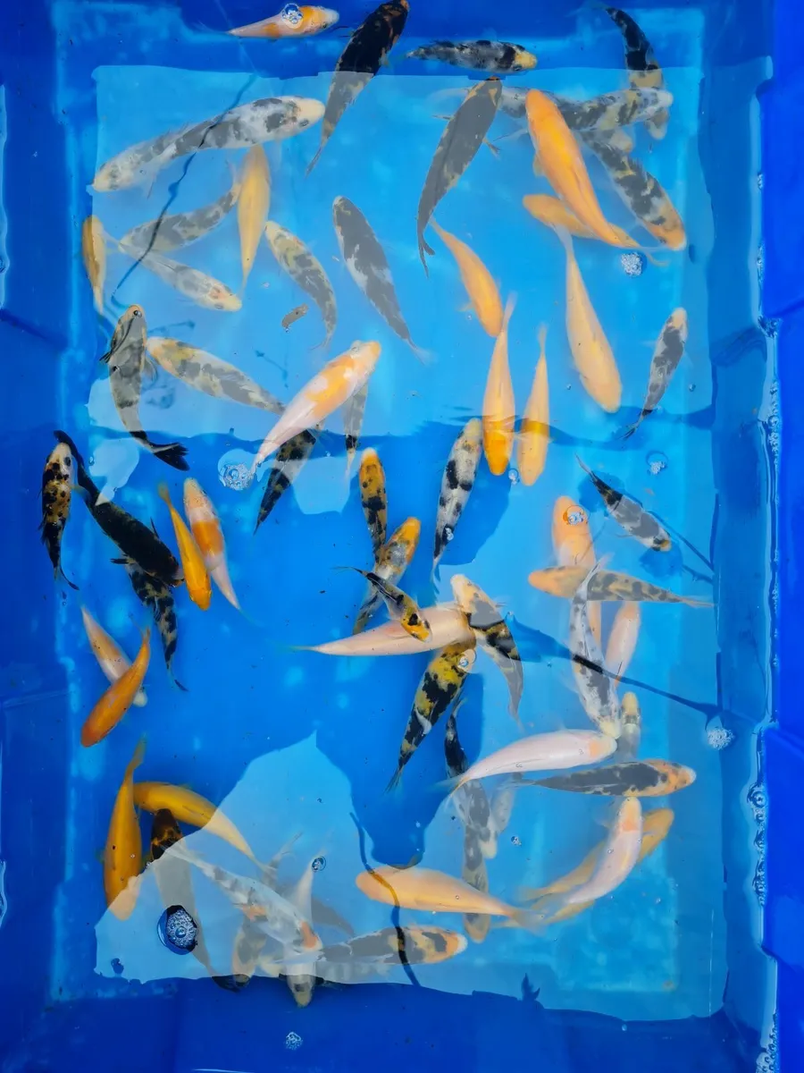 KOI for sale - Image 4