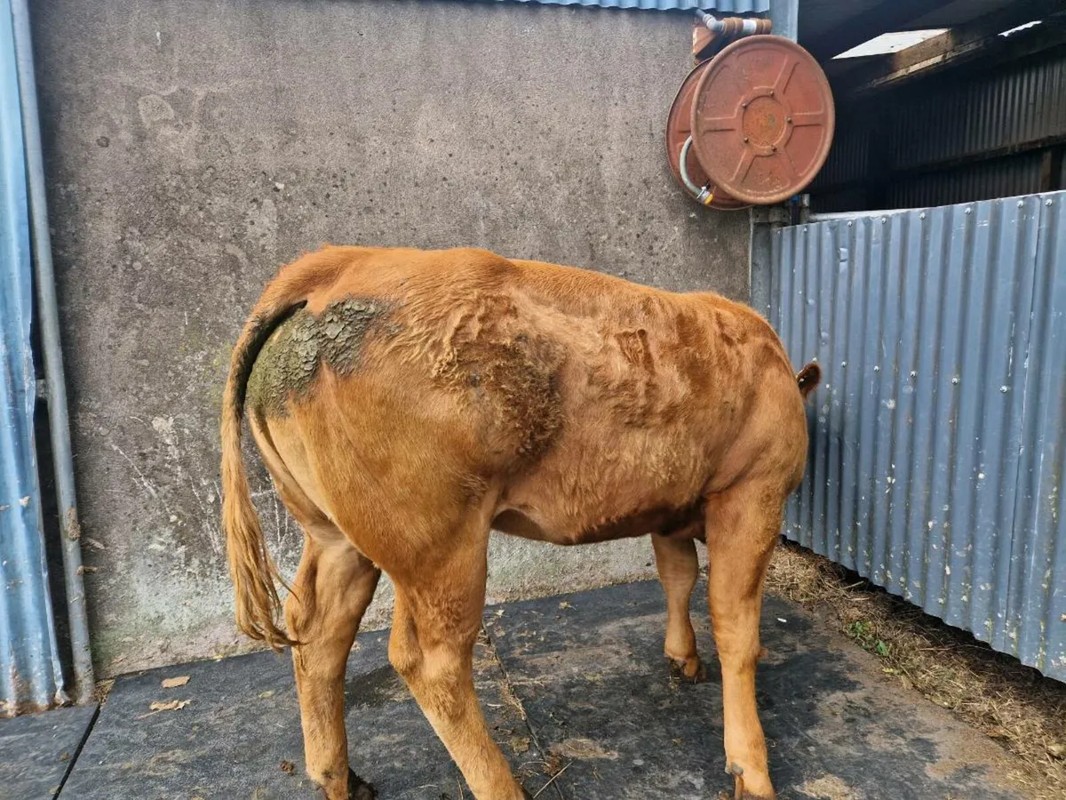 Limousine Breeding heifer - Image 2