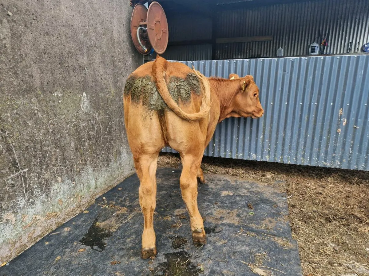 Limousine Breeding heifer - Image 3