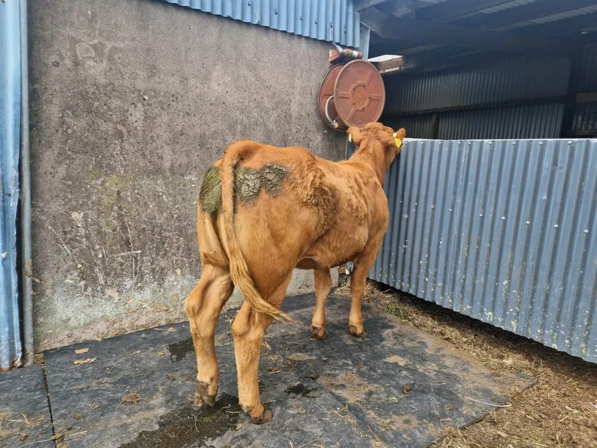 Limousine Breeding heifer - Image 4